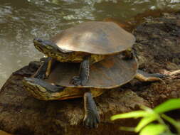 Image of Cotinga River Toadhead Turtle