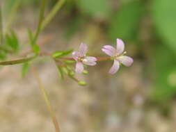 Image of american willowherb