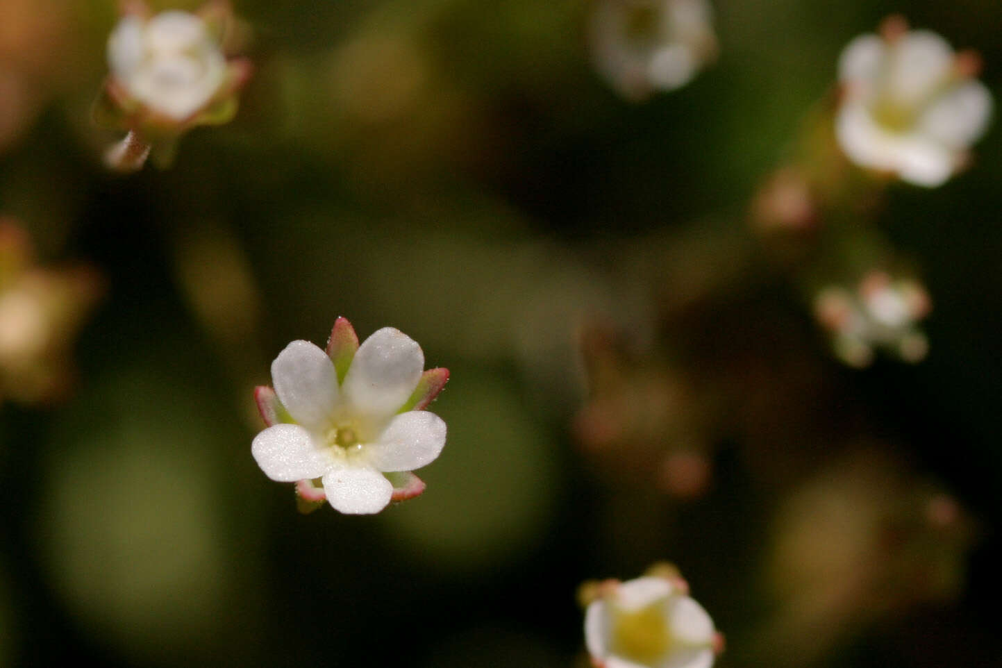 Image of western rockjasmine