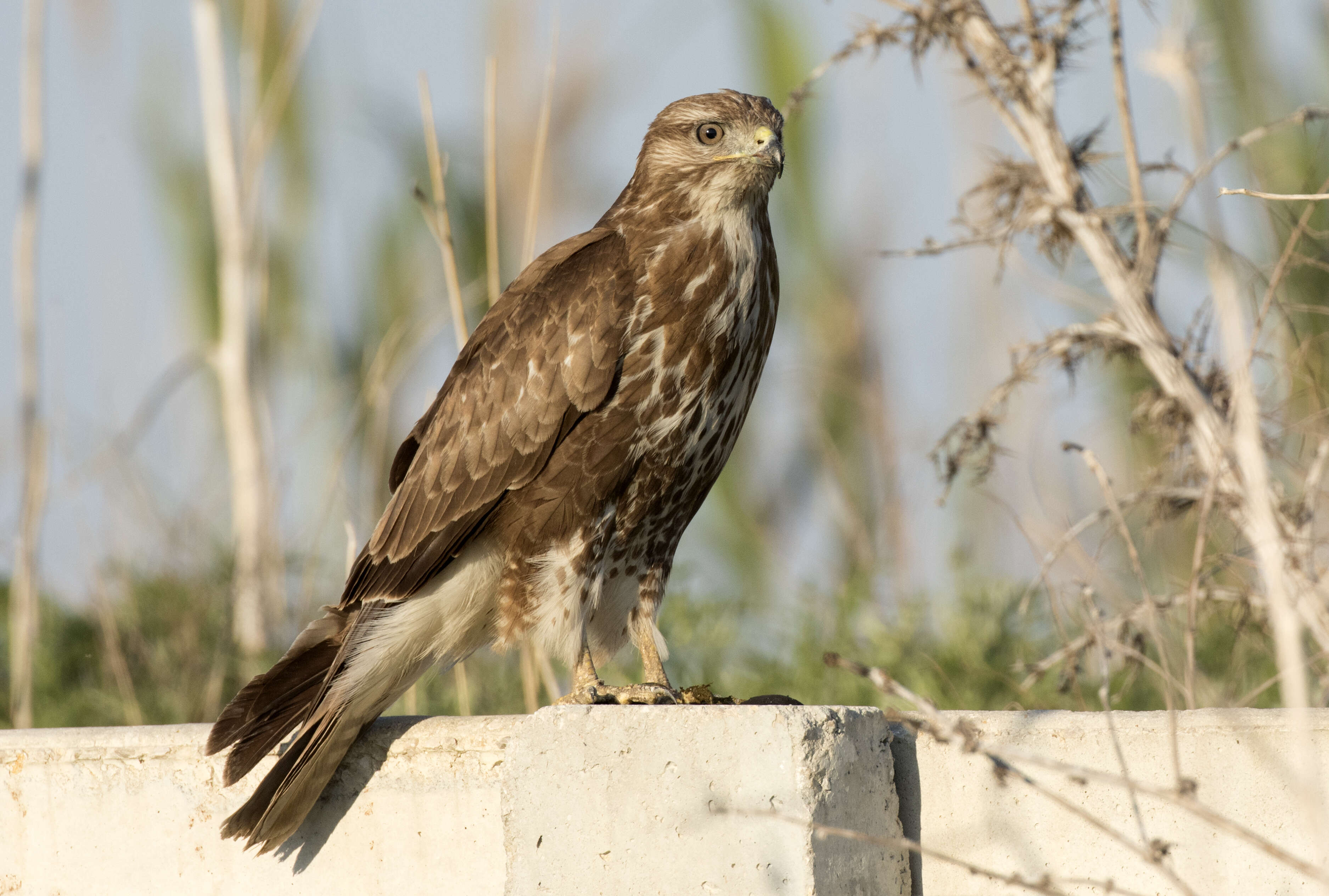 Image of Common Buzzard