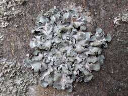 Image of Hammered shield lichen