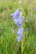 Image of Bearded Bellflower