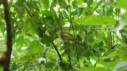 Image of Yellow-bellied Flycatcher