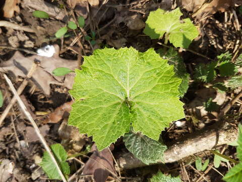 Image of Petasites albus (L.) Gaertn.