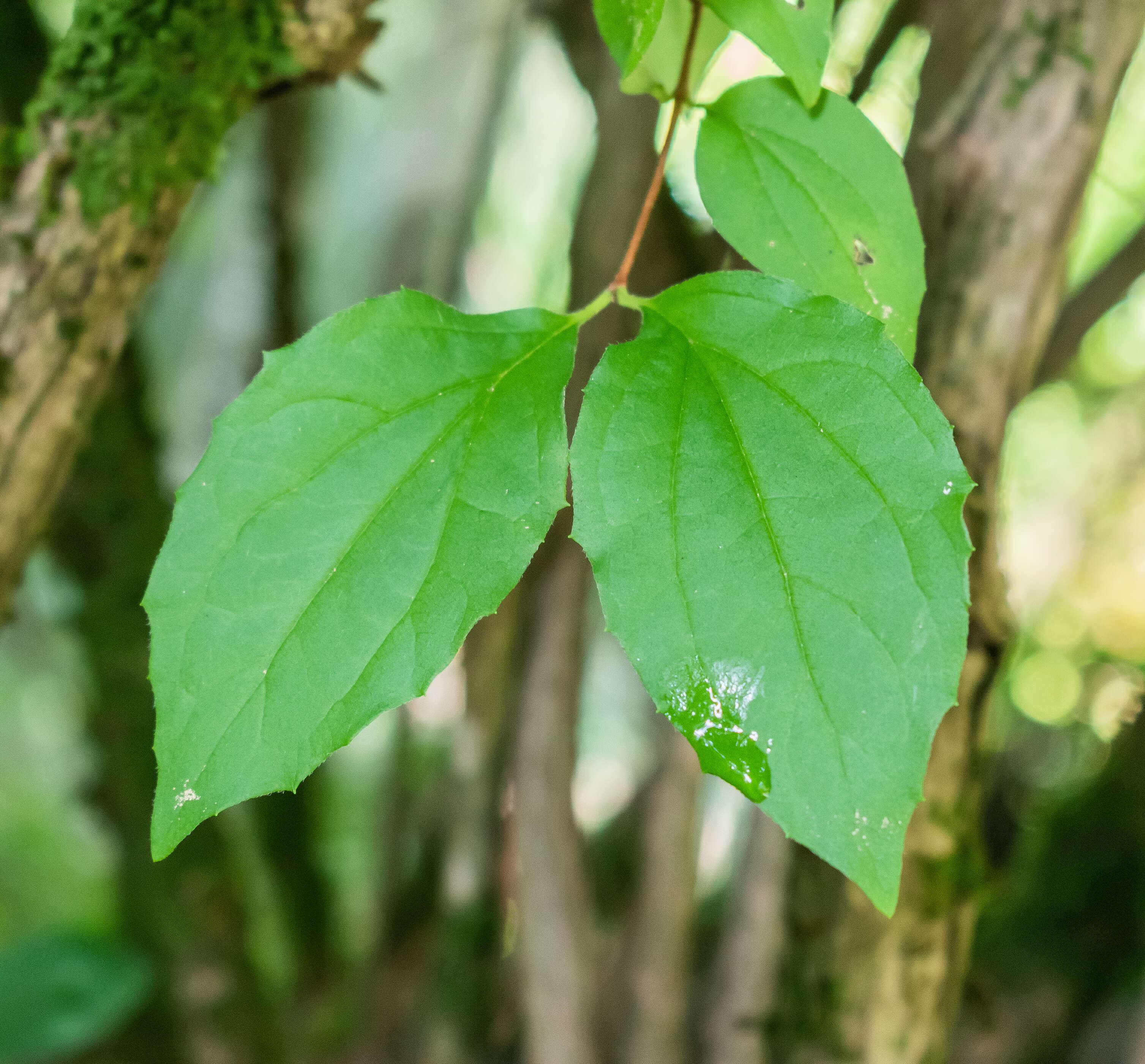 Image of sweet mock orange