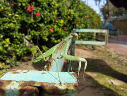 Image of African mantis