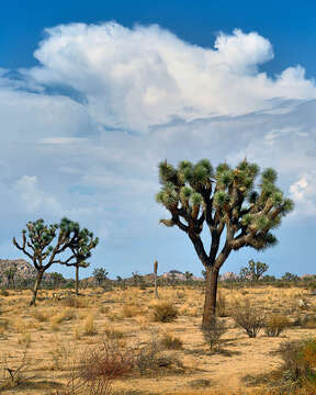 Слика од Yucca brevifolia Engelm.