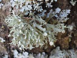 Image of Cartilage lichen