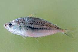 Image of Elongate ponyfish