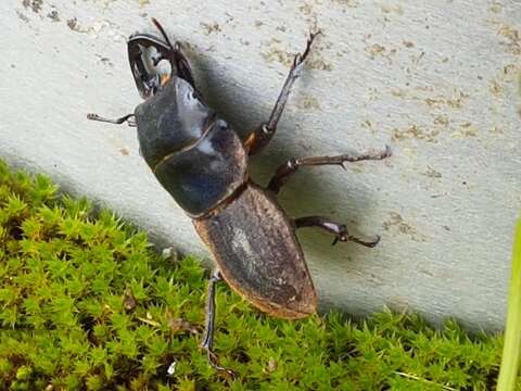 Image of Geodorcus auriculatus (Broun 1903)