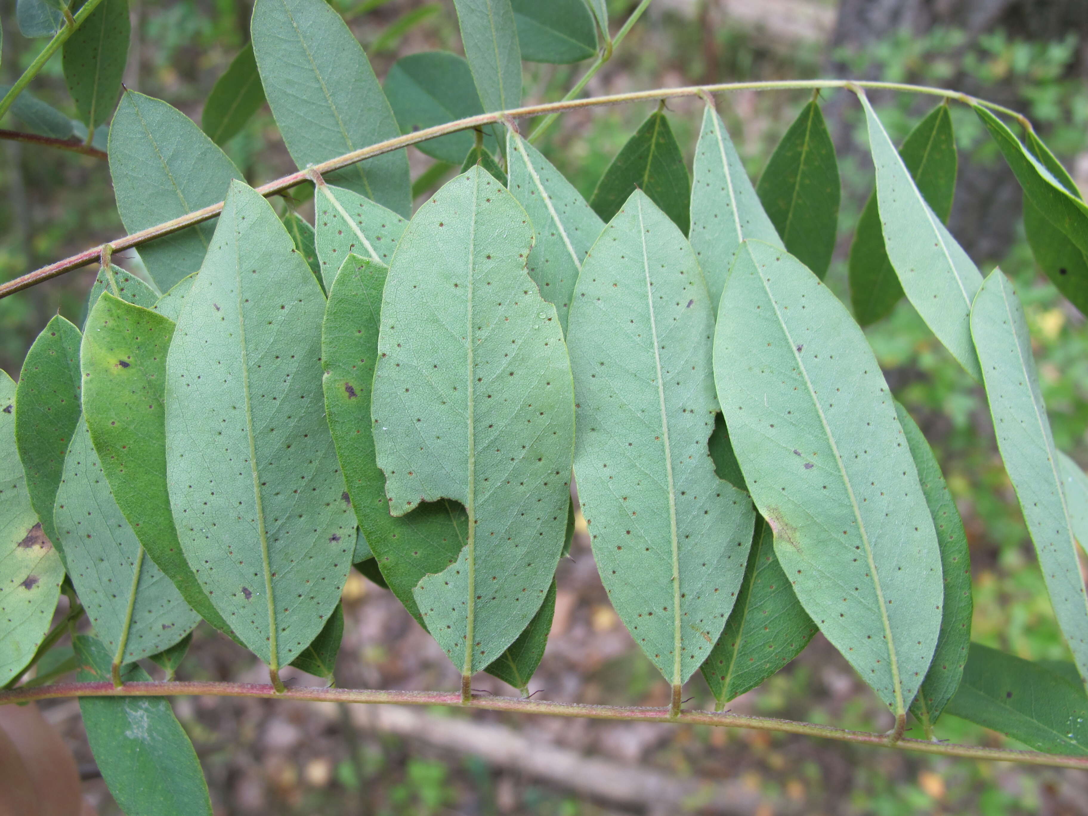 Image of desert false indigo