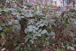 Image of Himalayan blackberry