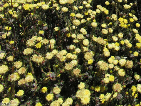 Image de Leucadendron nitidum Buek ex Meissn.