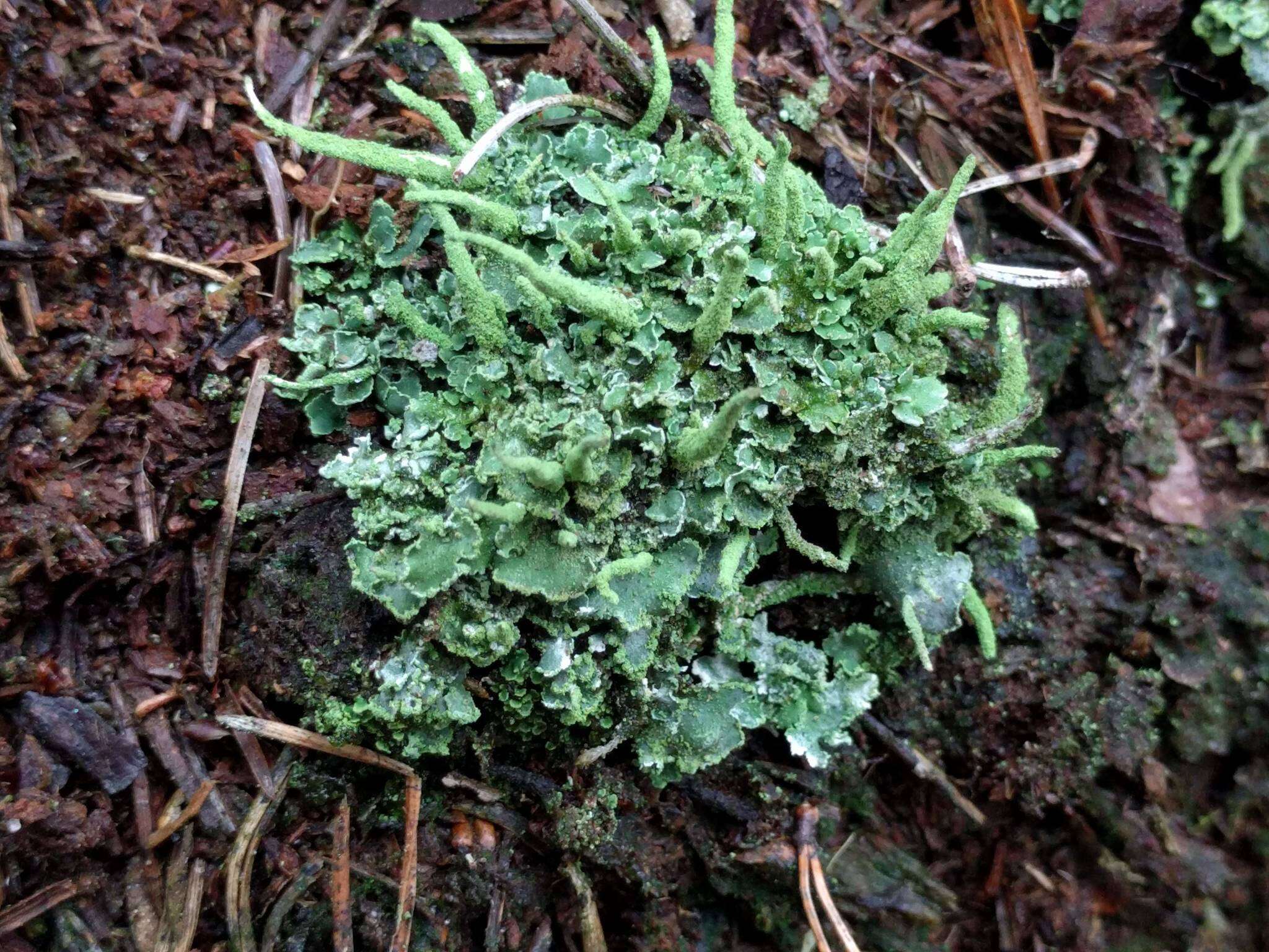 صورة Cladonia coniocraea (Flörke) Spreng.