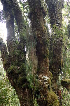 Image of Phlegmariurus varius (R. Br.) A. R. Field & Bostock