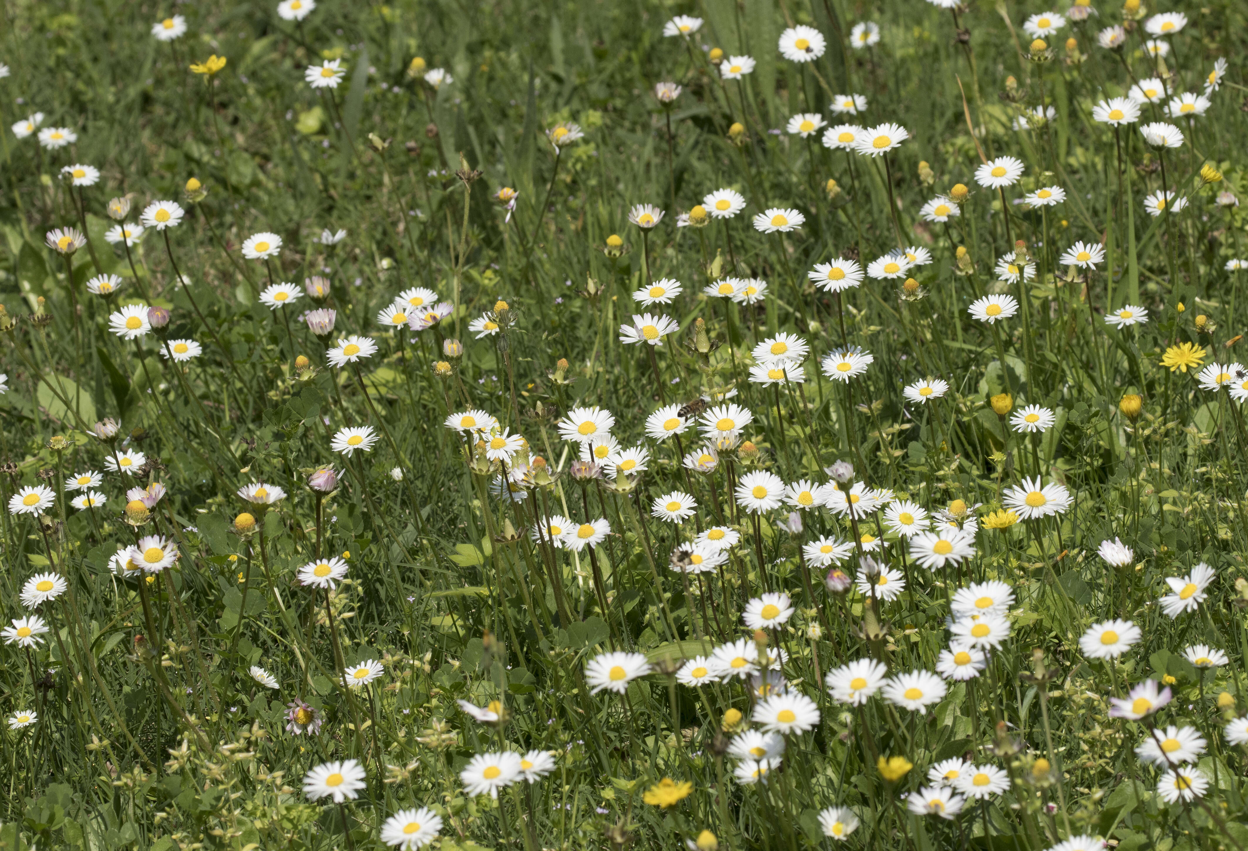 Bellis sylvestris Cyr. resmi