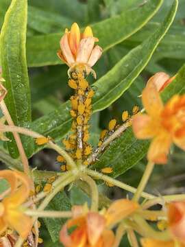 Image of Aphid