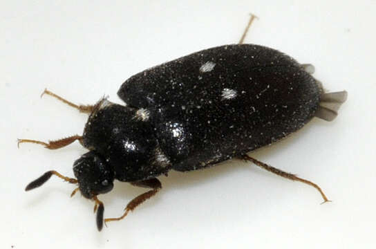 Image of Fur beetle