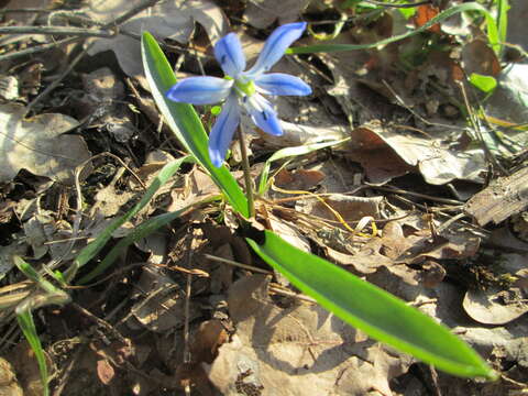 Image of Siberian squill