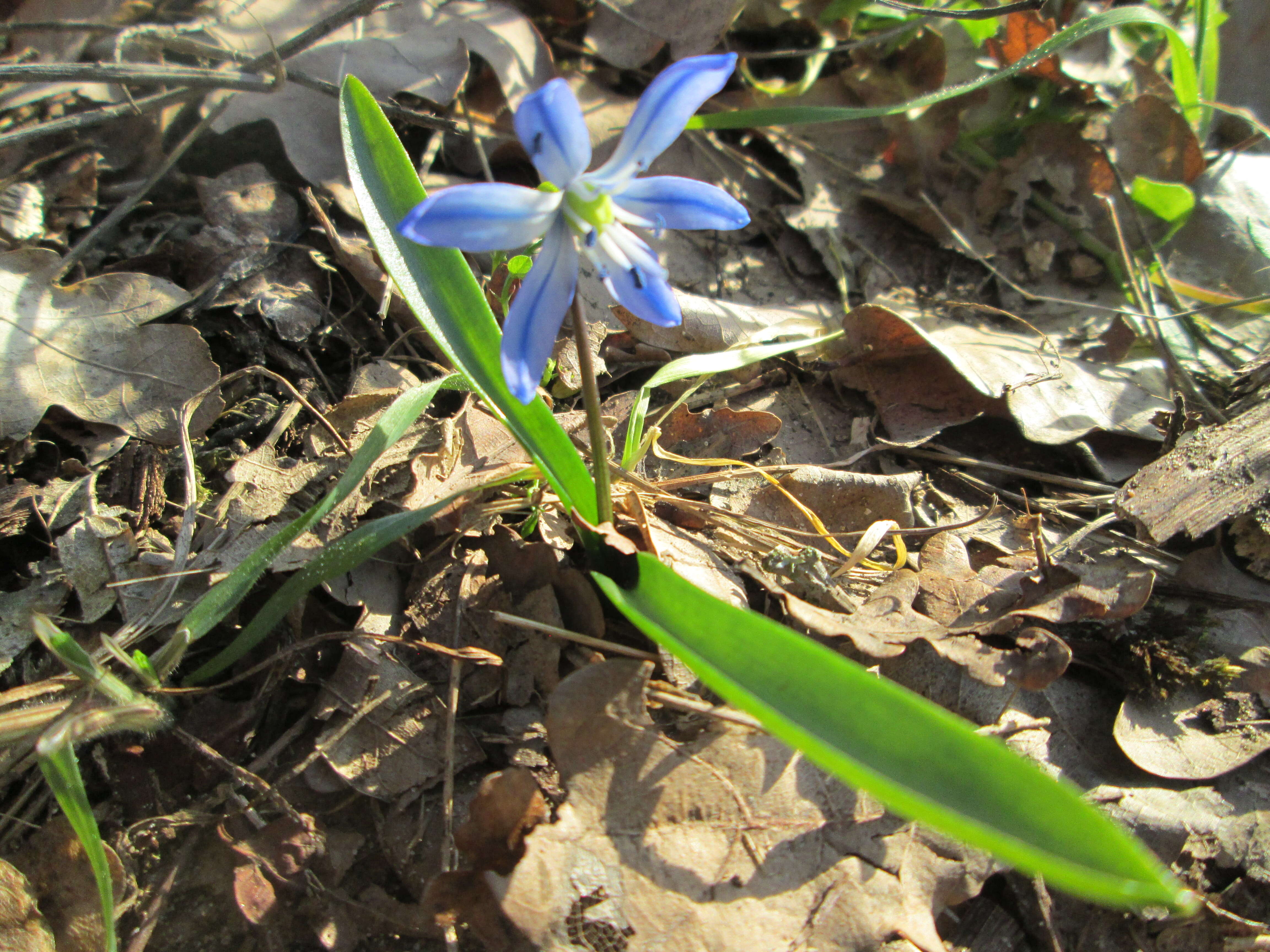 Image of Siberian squill