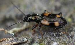 Plancia ëd Bembidion