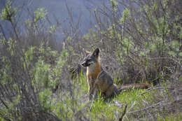 Image de Renard gris insulaire