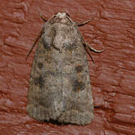 Image of The Mottled Rustic, Brungult Lövfly