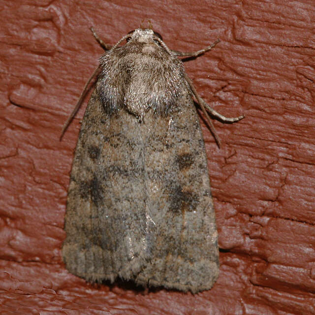 Image of The Mottled Rustic, Brungult Lövfly