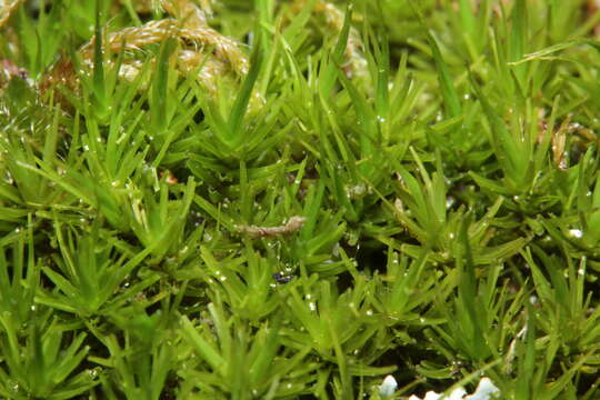 Image of dicranum moss