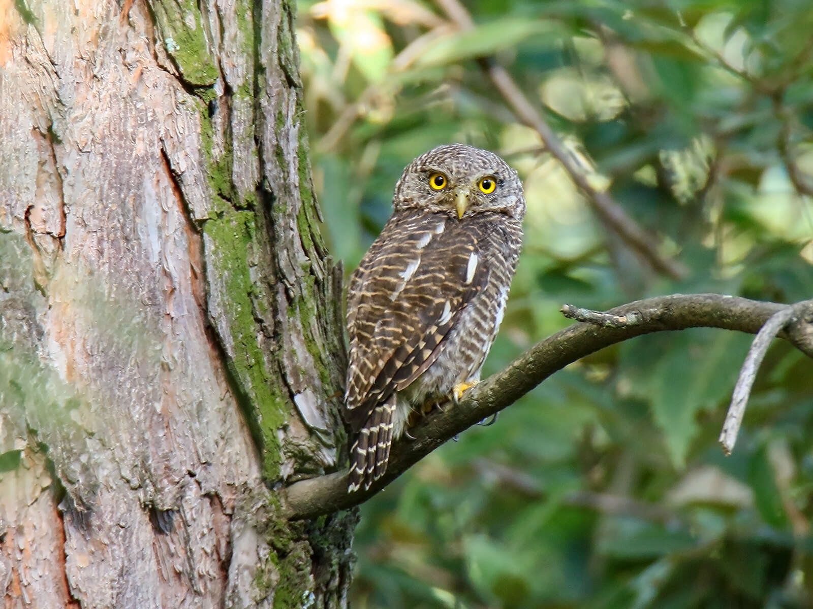 Image of Asian Barred Owlet