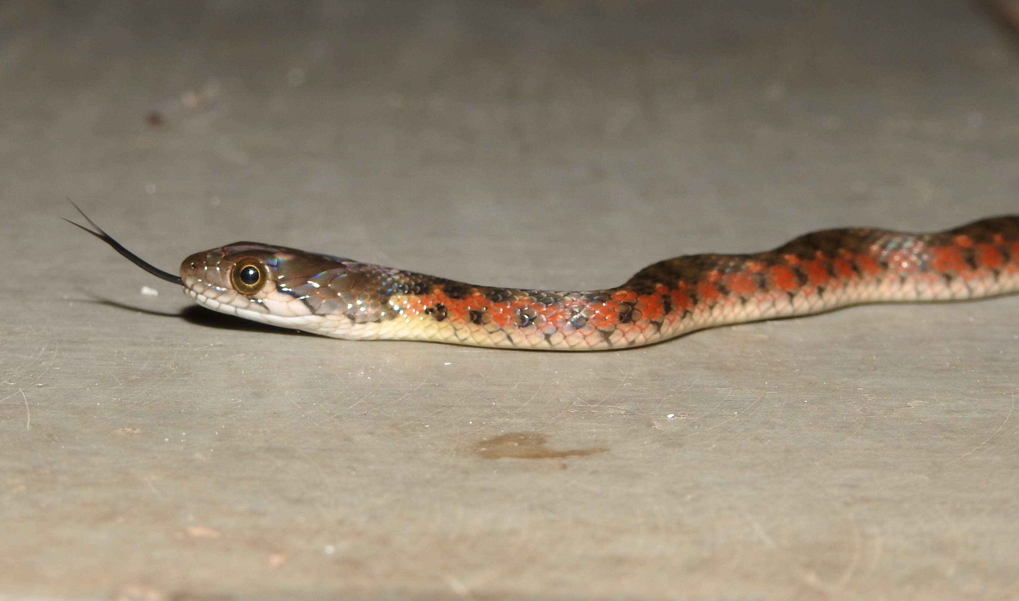 Image of Checkered Keelback Snake