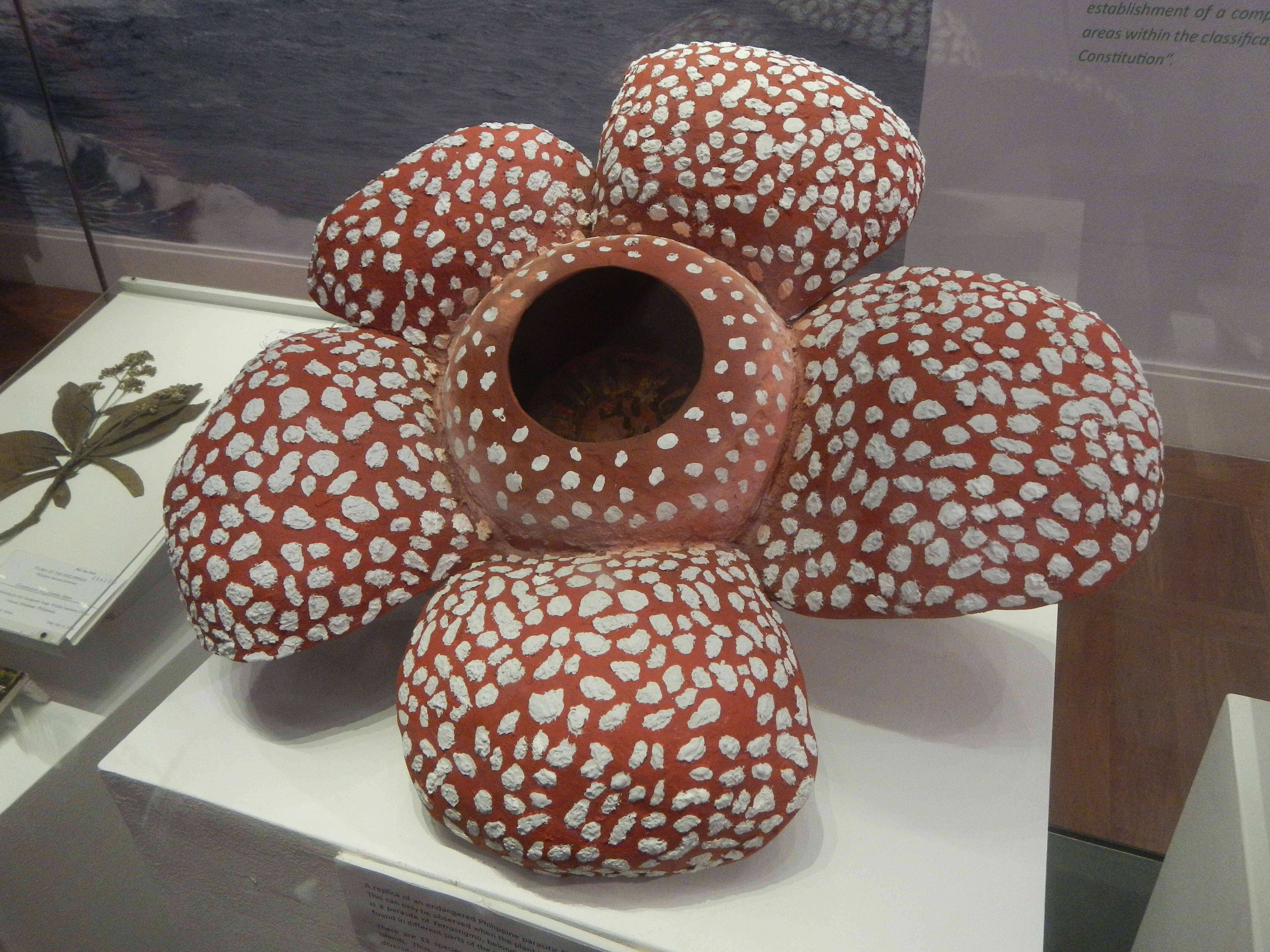 Image of Rafflesia