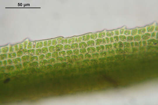 Image of dicranum moss