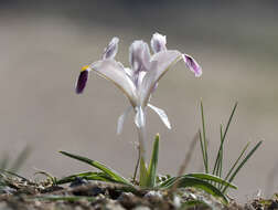 Image of Persian Iris