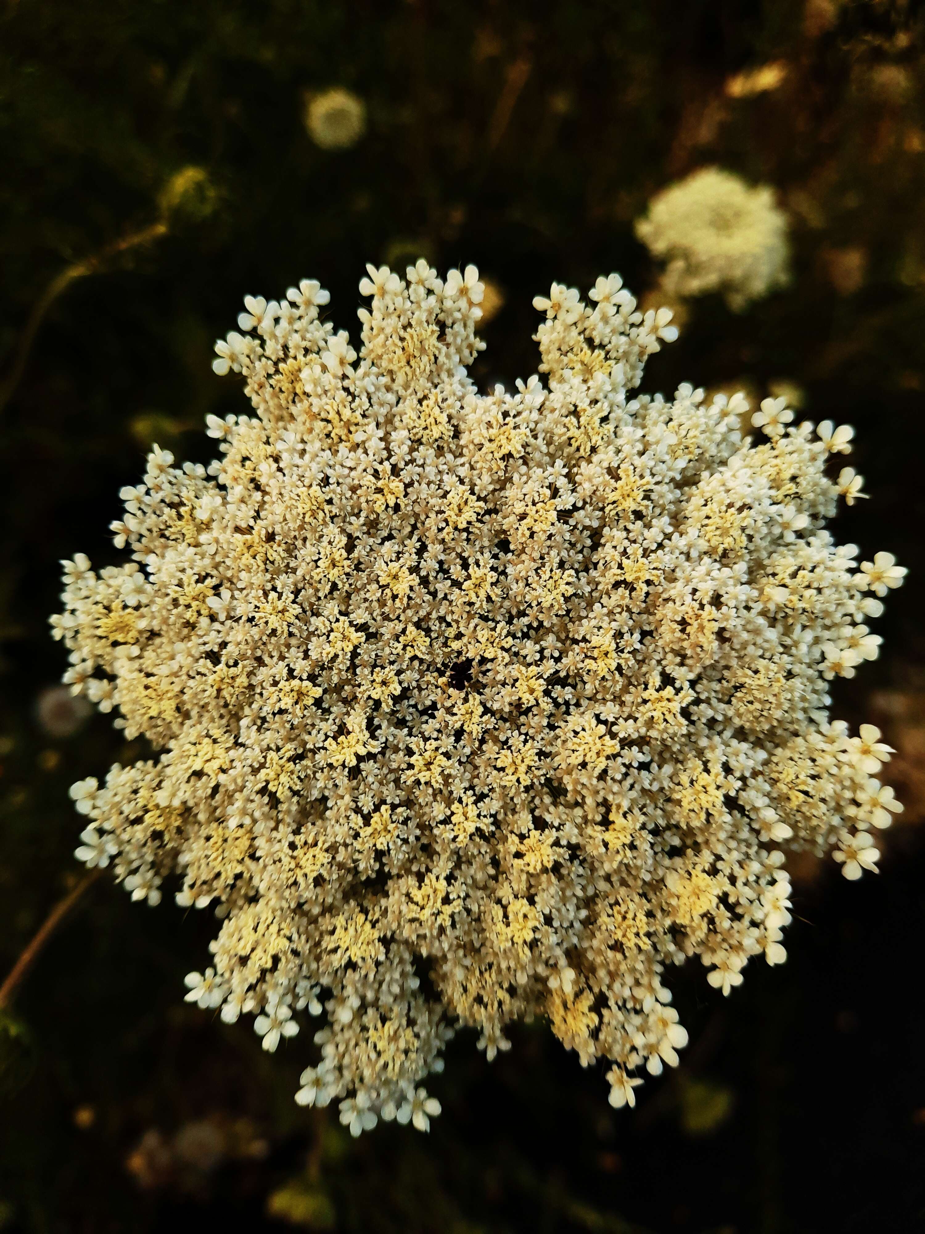 Image of Queen Anne's lace