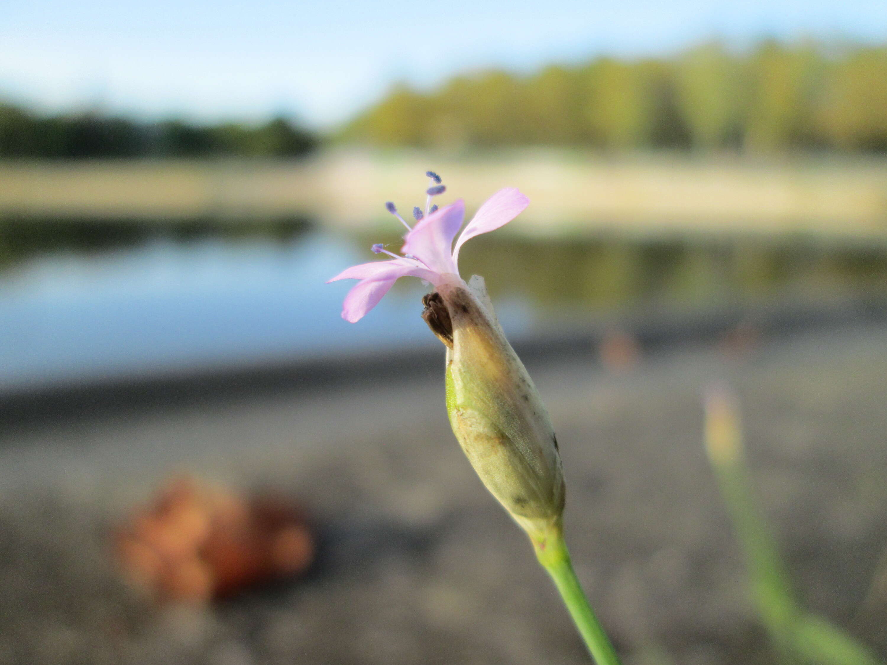 Image of Proliferous Pink