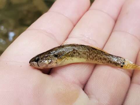 Image of Fringed Darter