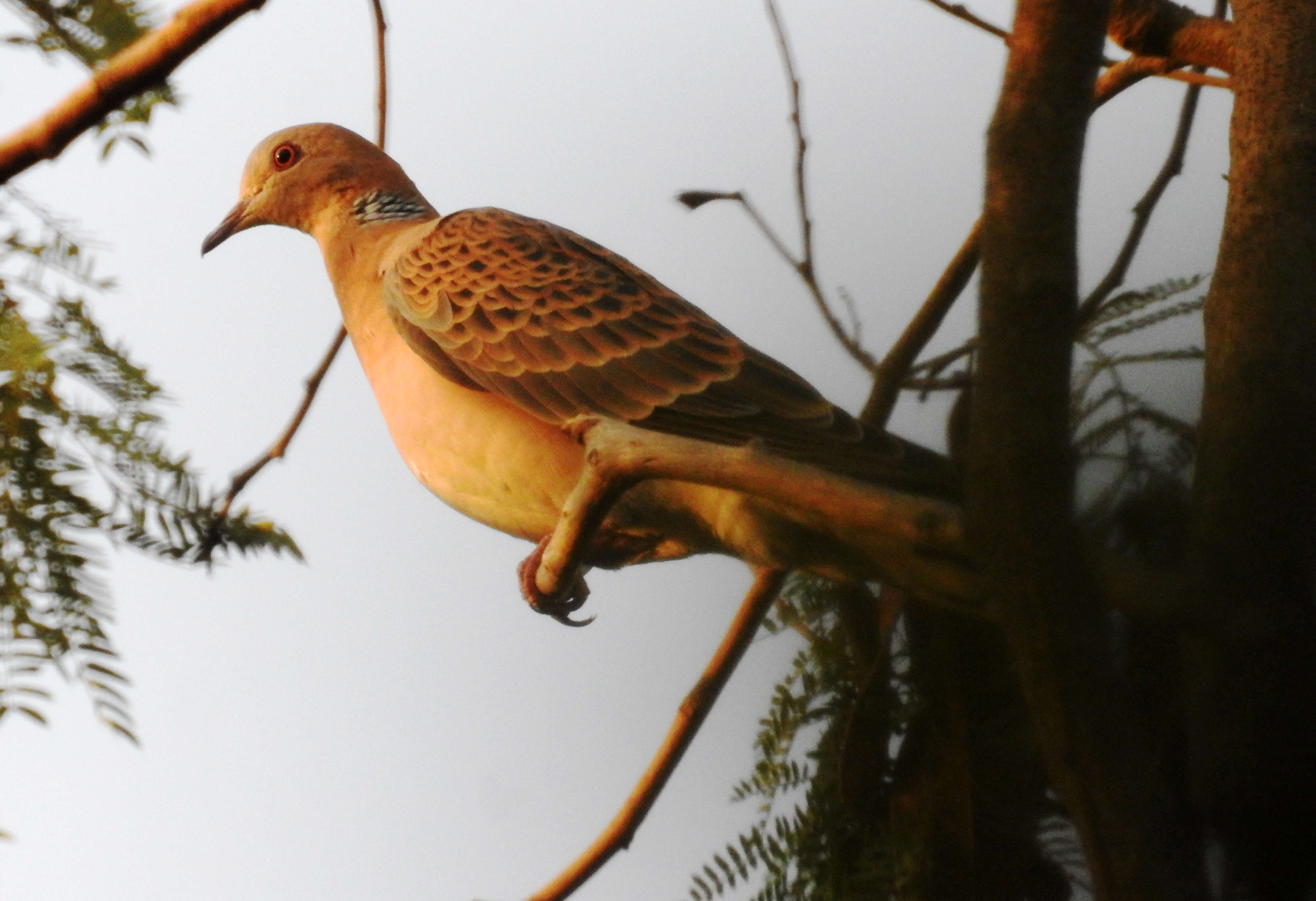 Image of Oriental Turtle Dove