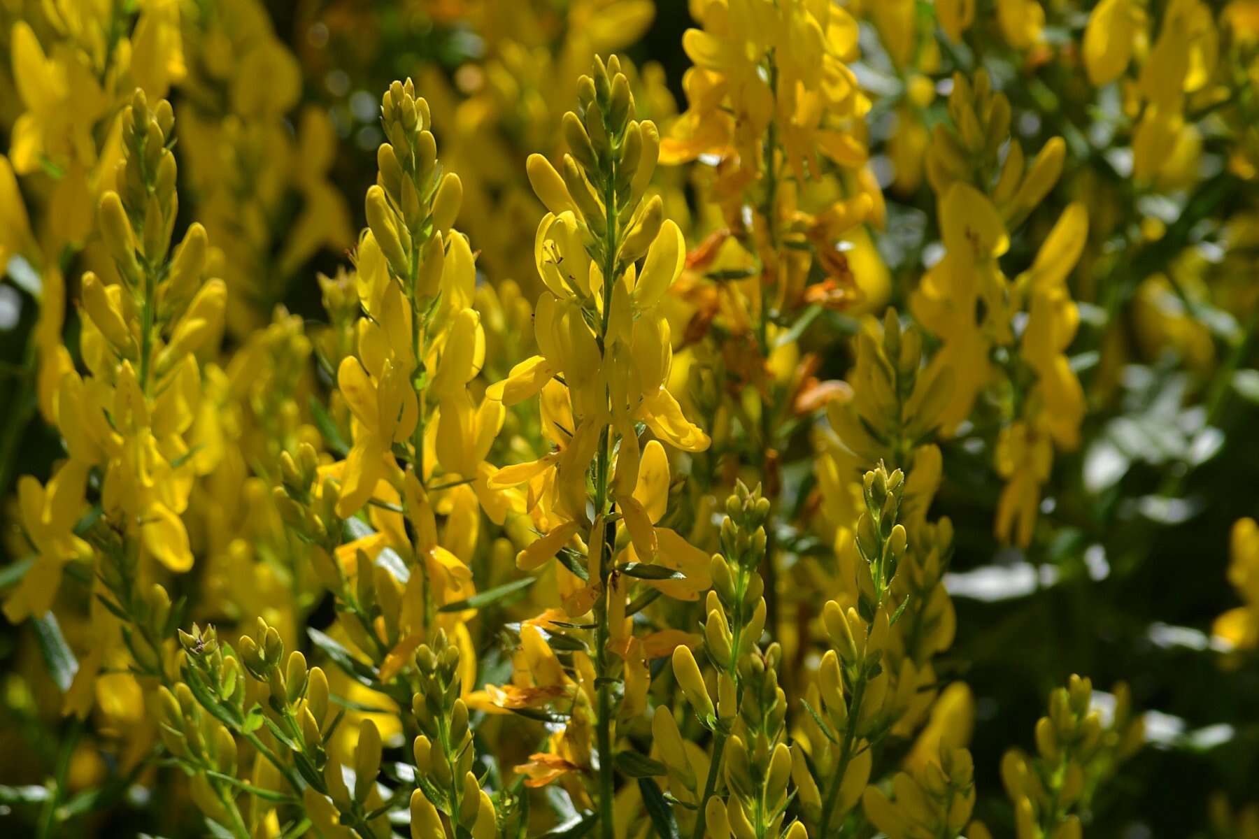 Imagem de Genista tinctoria L.