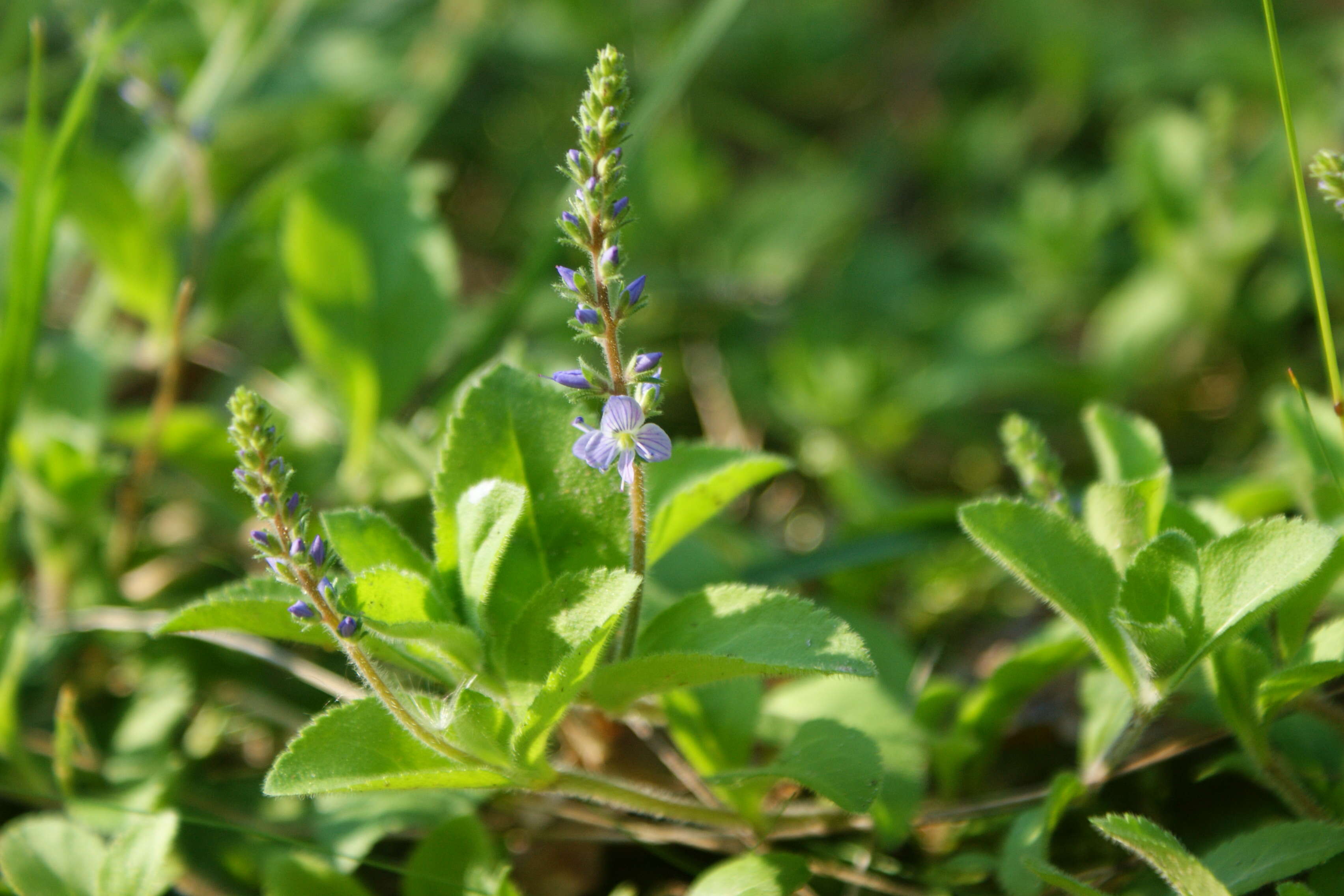 Image of Health Speedwell