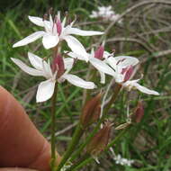 Image of Burchardia umbellata R. Br.