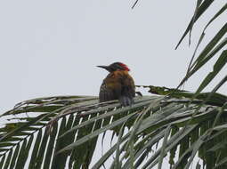 Image of Black-rumped Flameback