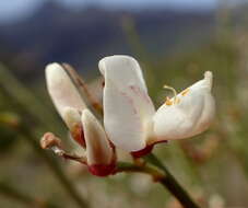 Image of Tiede White Broom