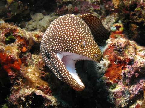 Image of Turkey moray