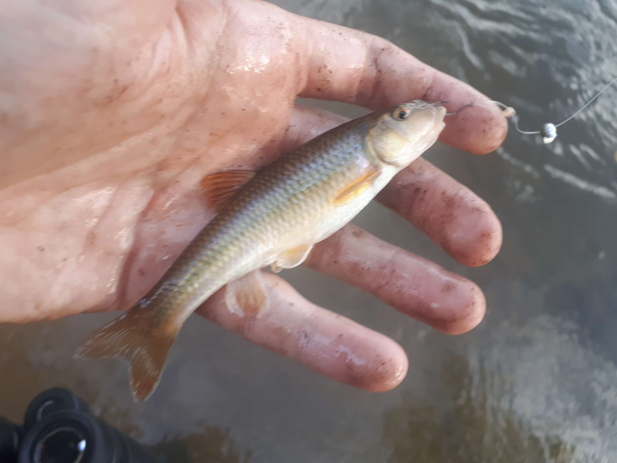 Image of River Chub