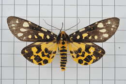 Image of Aglaomorpha histrio (Walker 1855)