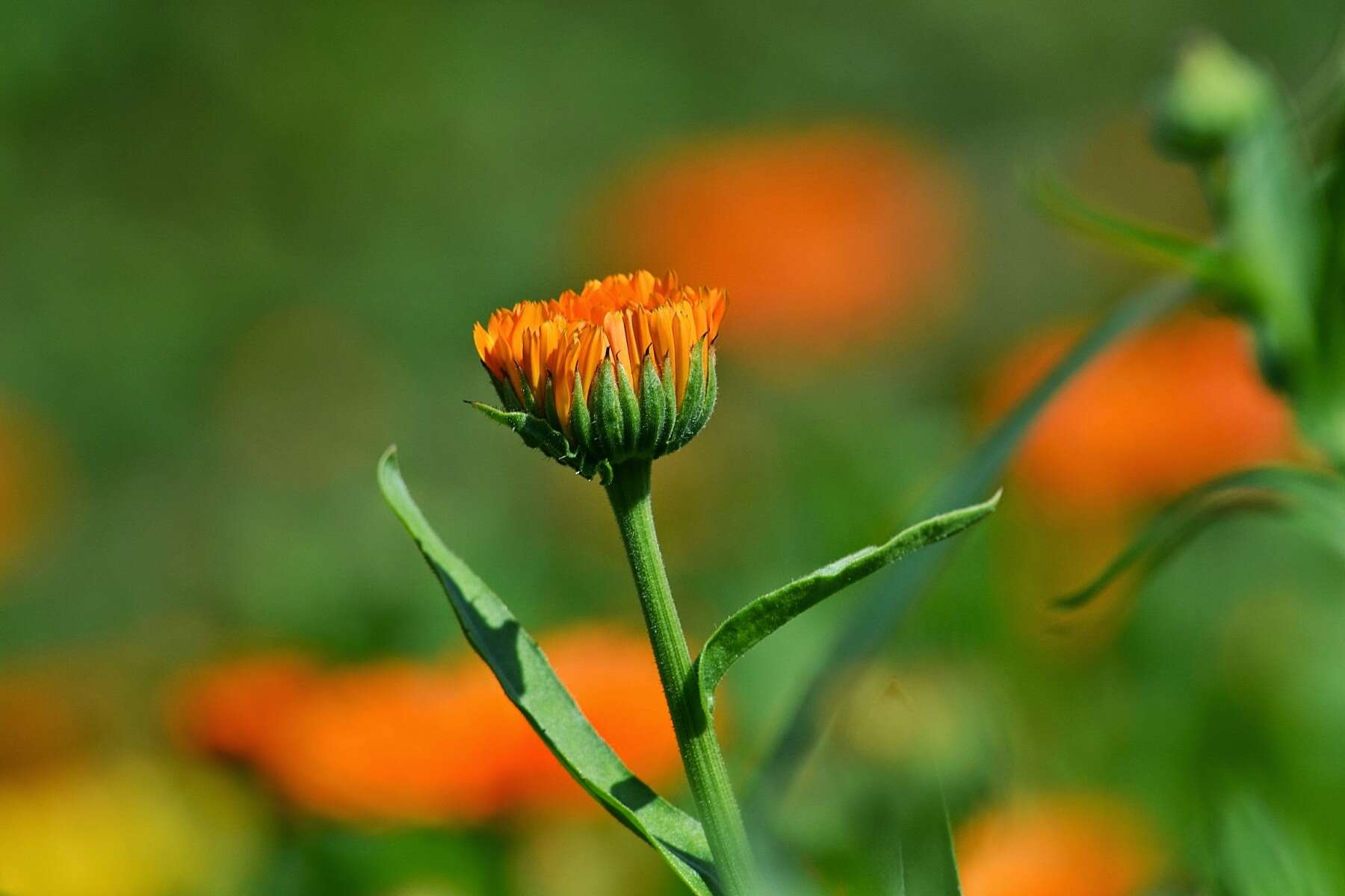 Image of pot marigold