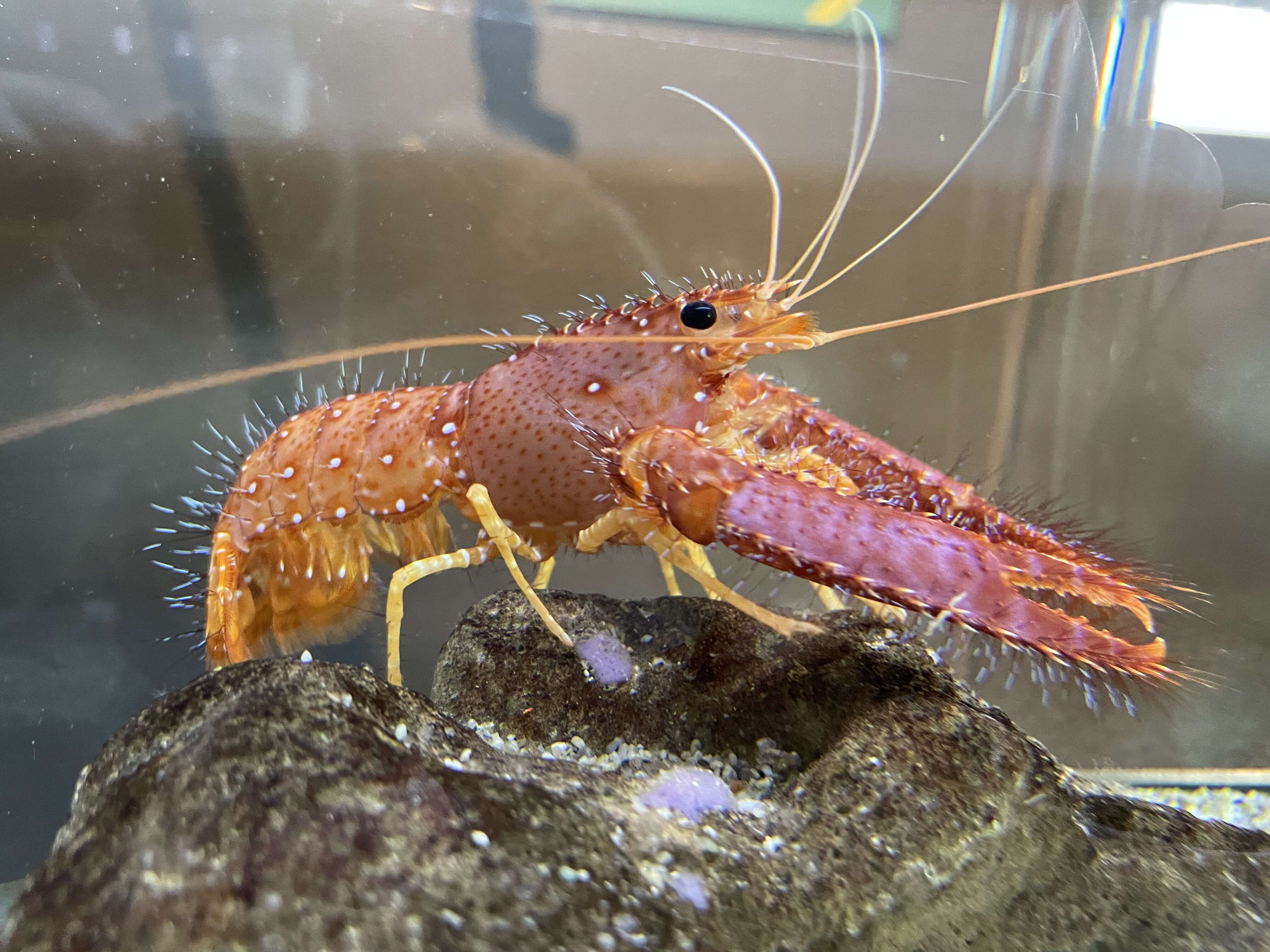 Image of Hawaiian Red Lobster