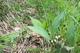 Image of convallaria