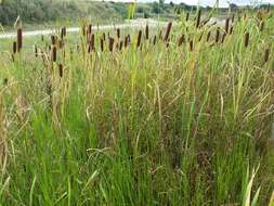 Imagem de Bolboschoenus planiculmis (F. Schmidt) T. V. Egorova